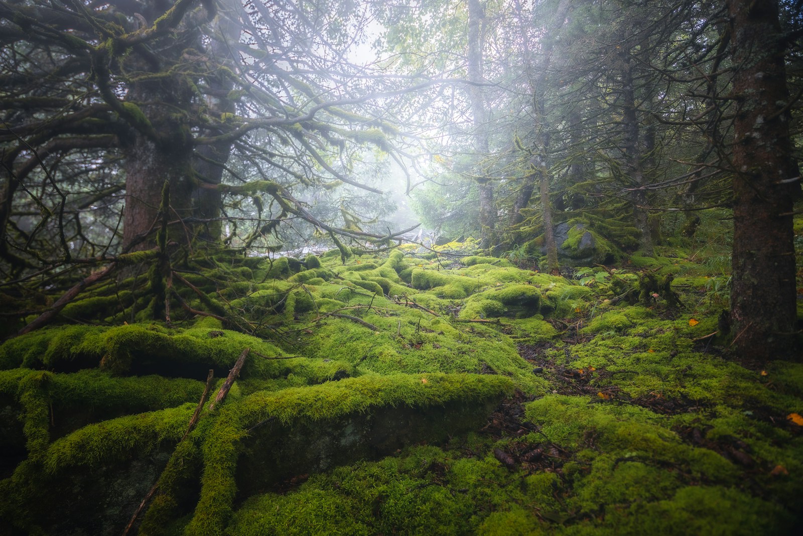 Mossig skog med höga träd
